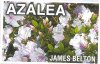 AZALEA Evergreen JAMES BELTON