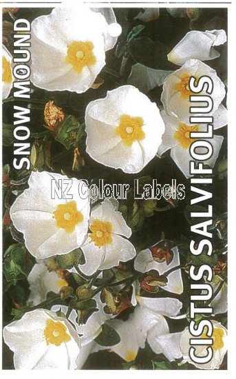 CISTUS s. Snowmound - Click Image to Close