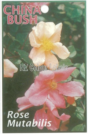 ROSE Floribunda Mutabilis - Click Image to Close