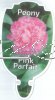 PAEONIA (Peony) Pink Parfait