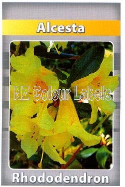 RHODODENDRON Alcesta - Click Image to Close