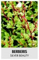 BERBERIS thunbergii SILVER BEAUTY BERBERIS thunbergii SILVER BEAUTY