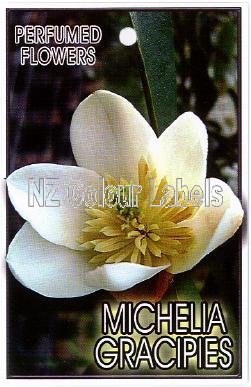 MICHELIA gracipies - Click Image to Close