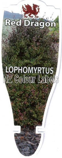 LOPHOMYRTUS Red Dragon - Click Image to Close