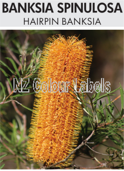 BANKSIA SPINULOSA - Click Image to Close