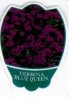 VERBENA Blue Queen