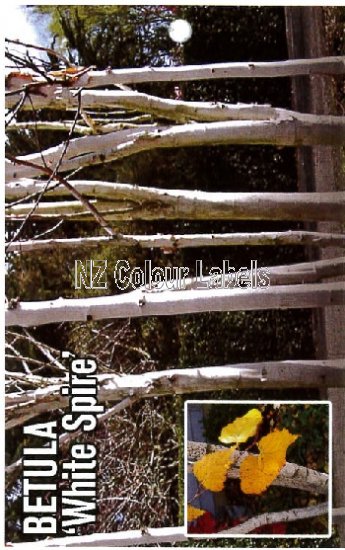 Betula utilis White Spire - Click Image to Close