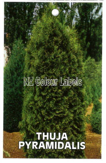 THUJA occidentalis Pyramidalis - Click Image to Close