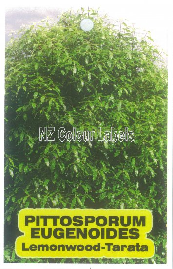 PITTOSPORUM eugenoides - Click Image to Close