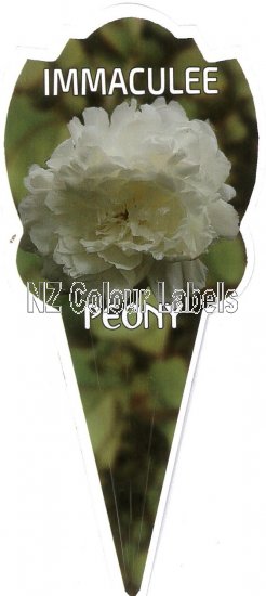 PAEONIA (Peony) Immaculee - Click Image to Close