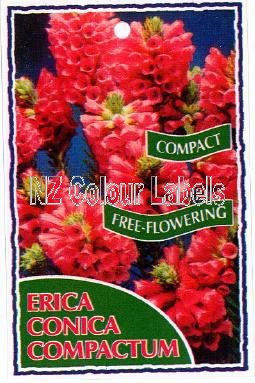 ERICA Conica Compacta - Click Image to Close