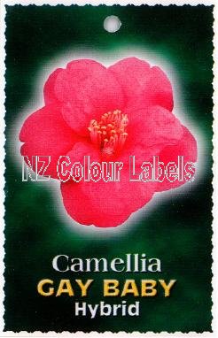 CAMELLIA Gay Baby Hybrid - Click Image to Close