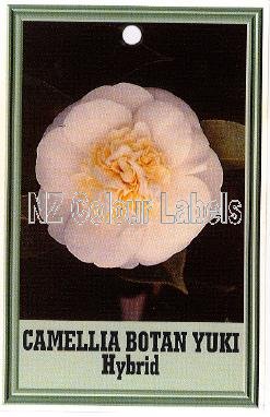 CAMELLIA Botan Yuki - Click Image to Close