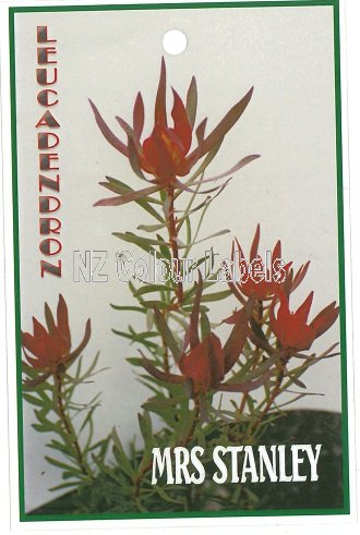 LEUCADENDRON Mrs Stanley - Click Image to Close