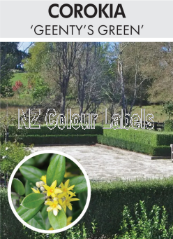 COROKIA Geenty's Green - Click Image to Close