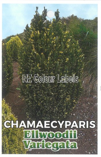 CHAMAECYPARIS l. Ellwoodii Variegata - Click Image to Close