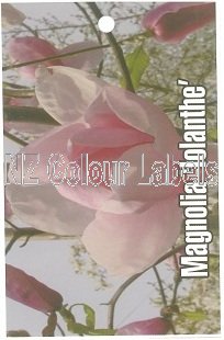 MAGNOLIA Iolanthe - Click Image to Close