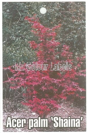 ACER palmatum Shaina - Click Image to Close