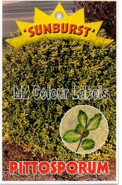 PITTOSPORUM Sunburst - Click Image to Close