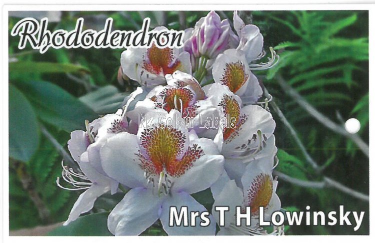 RHODODENDRON Mrs TH Lowinsky - Click Image to Close