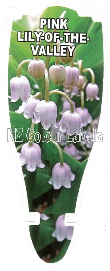 CONVALLARIA majalis ROSEA (Pink Lily-of-the-Valley) - Click Image to Close