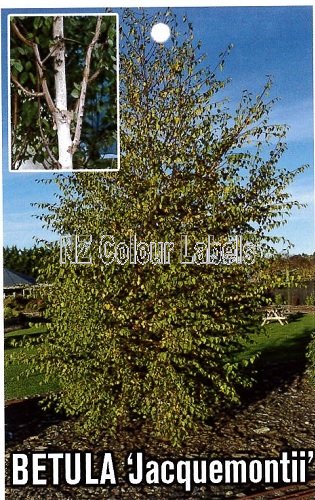 BETULA utilis Jacquemontii - Click Image to Close