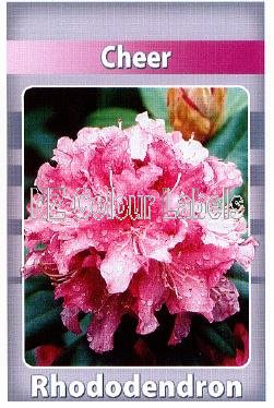 RHODODENDRON Cheer - Click Image to Close