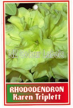 RHODODENDRON Karen Triplett - Click Image to Close