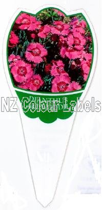 DIANTHUS allwoodii Alpinus Pink - Click Image to Close