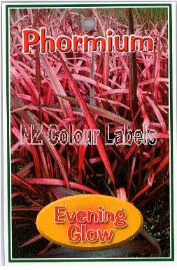 PHORMIUM Evening Glow - Click Image to Close