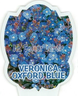 VERONICA Oxford Blue - Click Image to Close