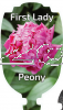 PEONY FIRST LADY