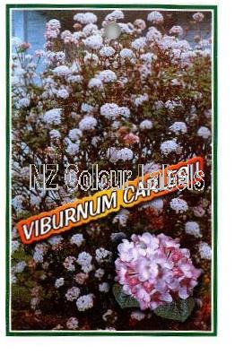 VIBURNUM carlesi - Click Image to Close