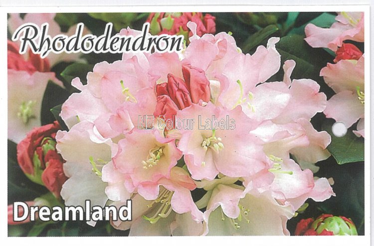 RHODODENDRON Dreamland - Click Image to Close