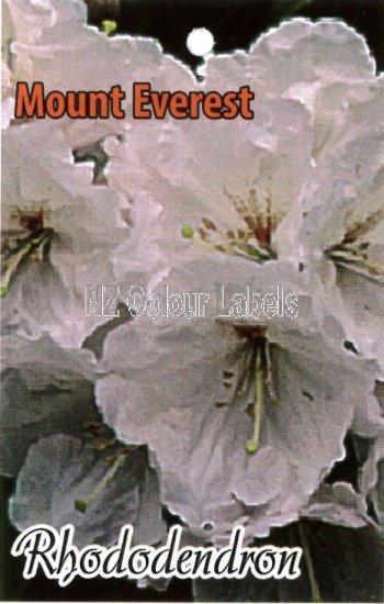 RHODODENDRON Mount Everest - Click Image to Close