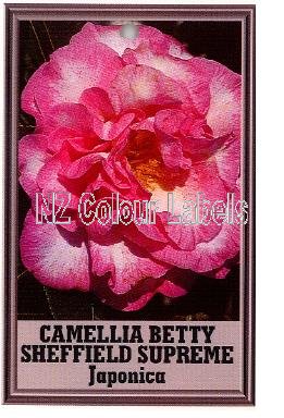 CAMELLIA Betty Sheffield Supreme - Click Image to Close