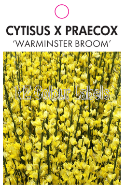 CYTISUS X PRAECOX 'WARMINSTER BROOM' - Click Image to Close