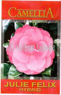 CAMELLIA Julie Felix Hybrid - Click Image to Close