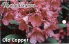 RHODODENDRON Old Copper