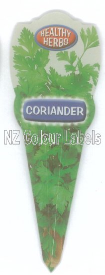 Coriander -Coriandrum Sativum - Click Image to Close