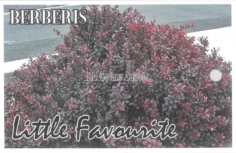 BERBERIS Little Favourite - Click Image to Close