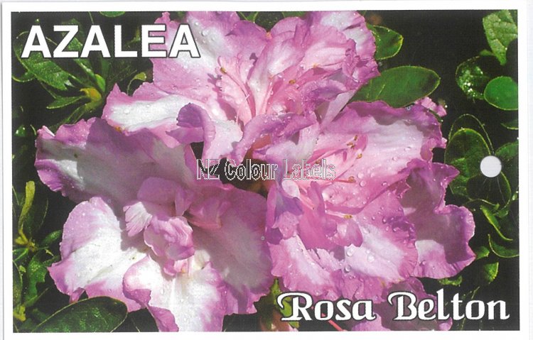 AZALEA evergreen Rosa Belton - Click Image to Close