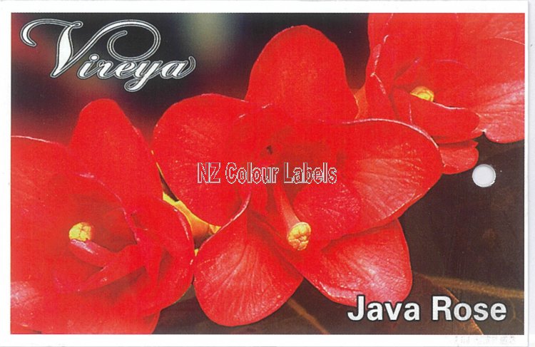 RHODODENDRON vireya Java Rose - Click Image to Close