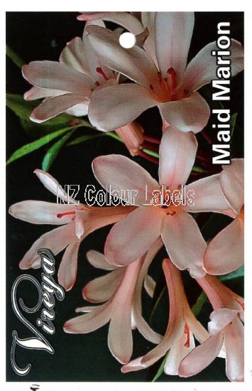 RHODODENDRON vireya Maid Marion - Click Image to Close