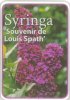 SYRINGA Souvinir De Louis Spath