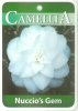 CAMELLIA Nuccios Gem Japonica