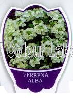 VERBENA Alba - Click Image to Close