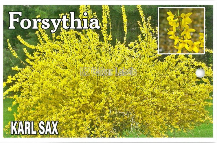 FORSYTHIS Karl Sax [Golden Bells] - Click Image to Close