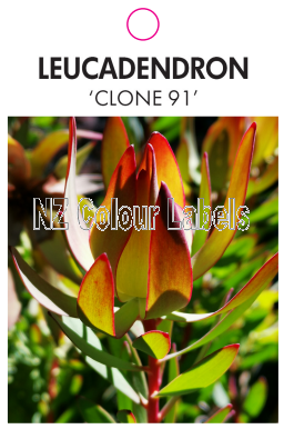 LEUCADENDRON CLONE 91 - Click Image to Close