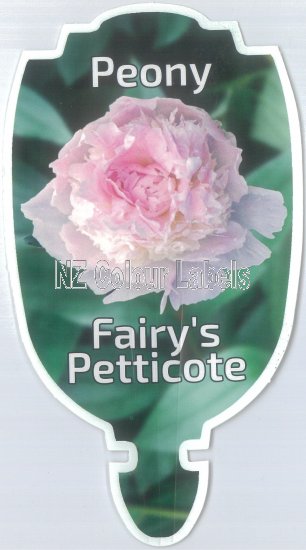 PAEONIA (Peony) Fairy's Petticote - Click Image to Close